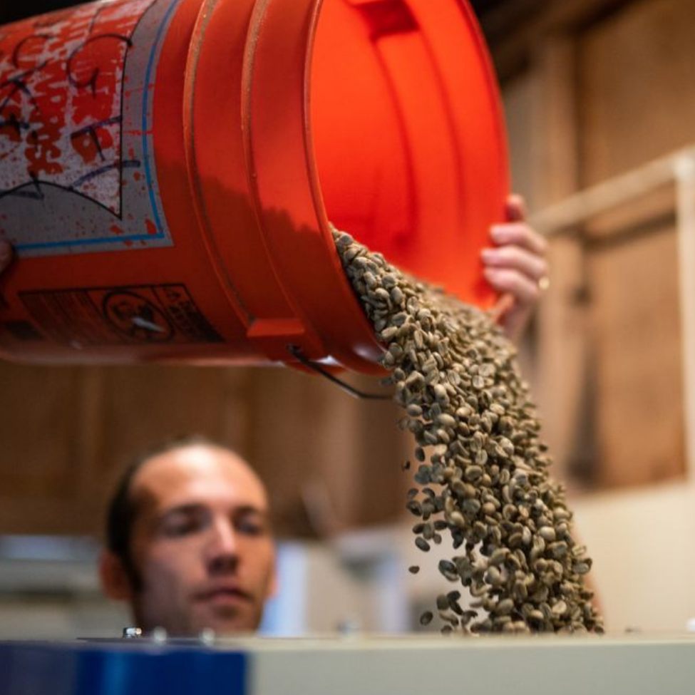 Milling and grading Hawaiian hawaiian coffee
