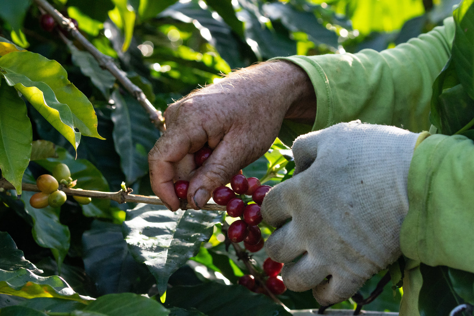 Man picking and farming hawaiian coffee cherries