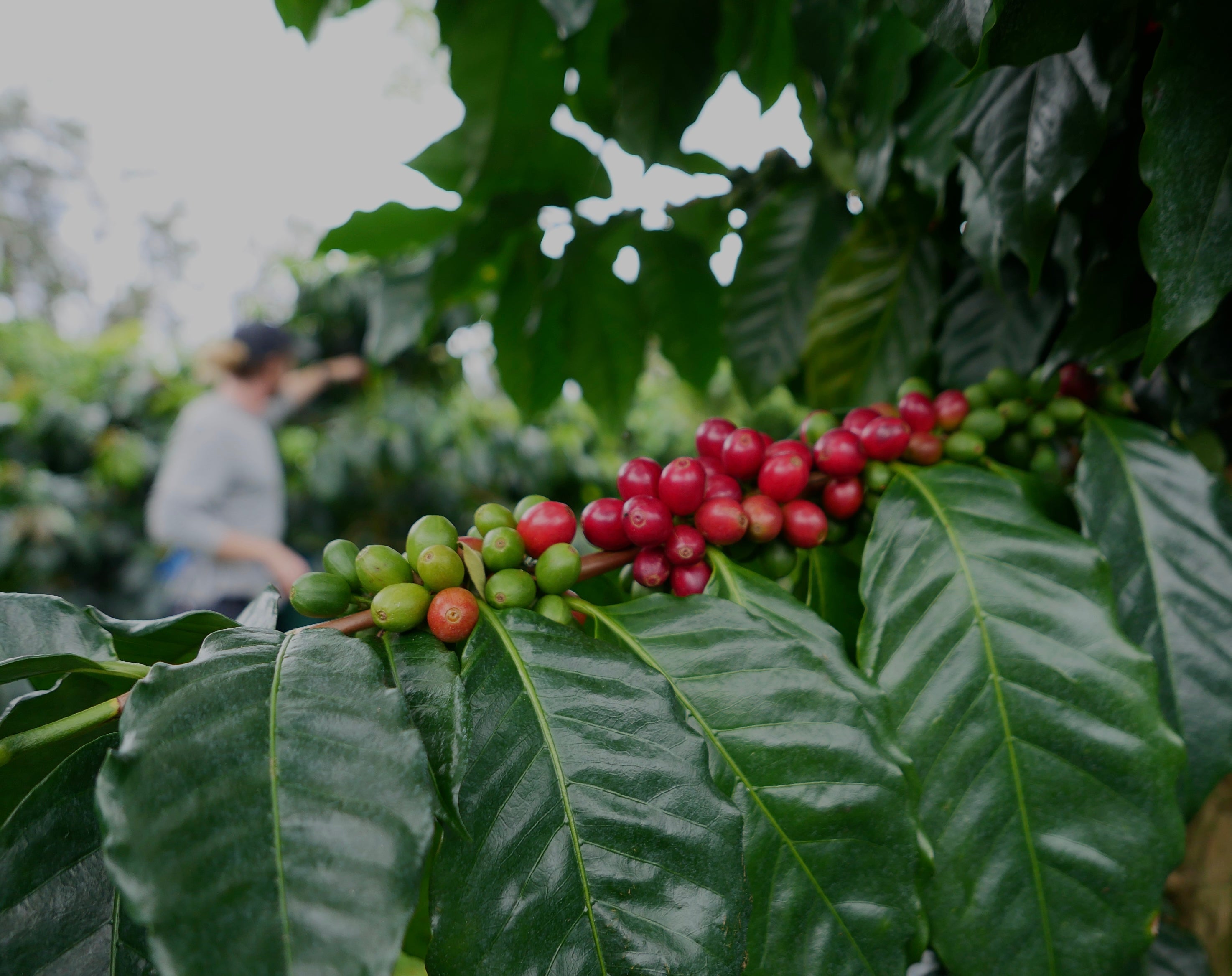 Coffee Wait Lists
