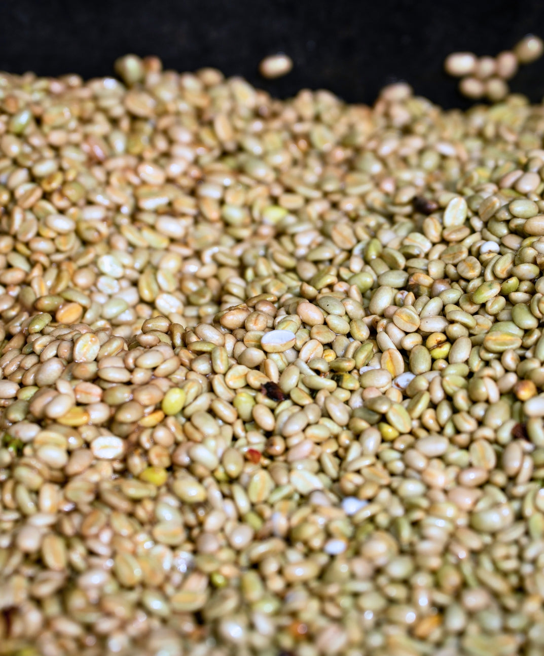 Green Ka'u Coffee before roasting 