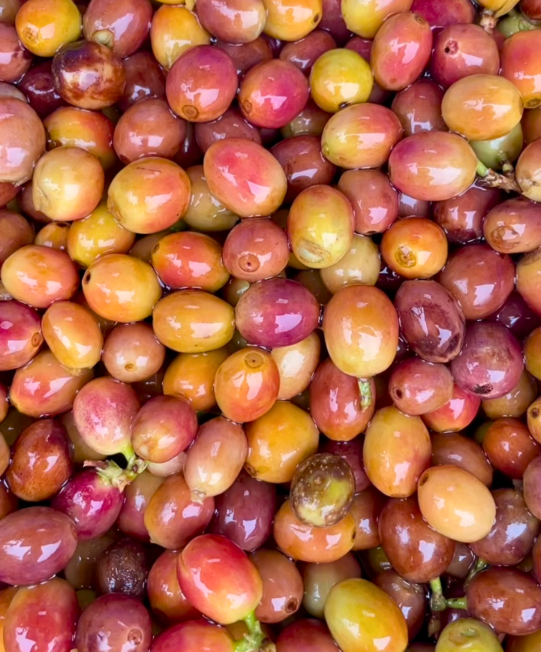 Kona Whole Fruit Pacamara | 100% Kona Pacamara