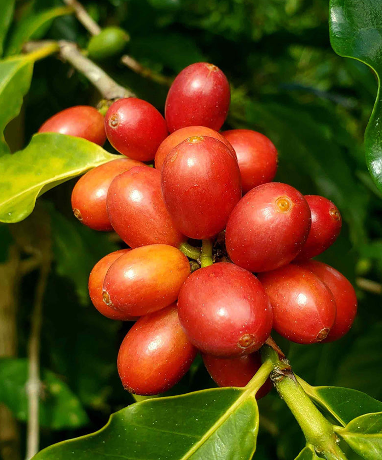 Kona Restoration Coffee | 100% Kona Coffee