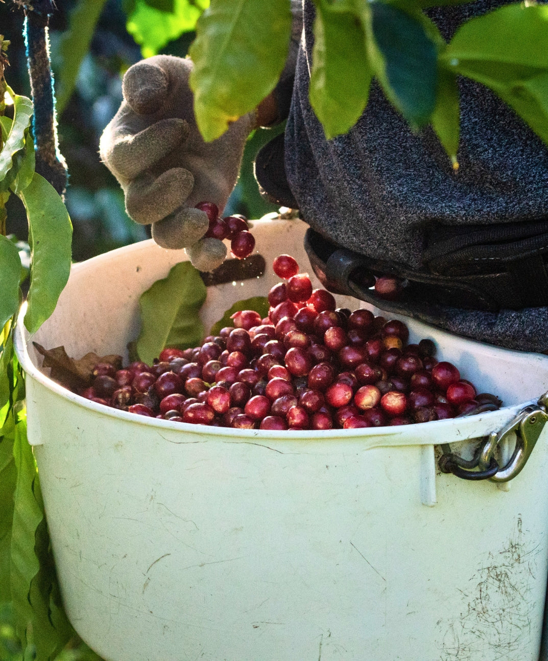 red whole bean bourbon coffee