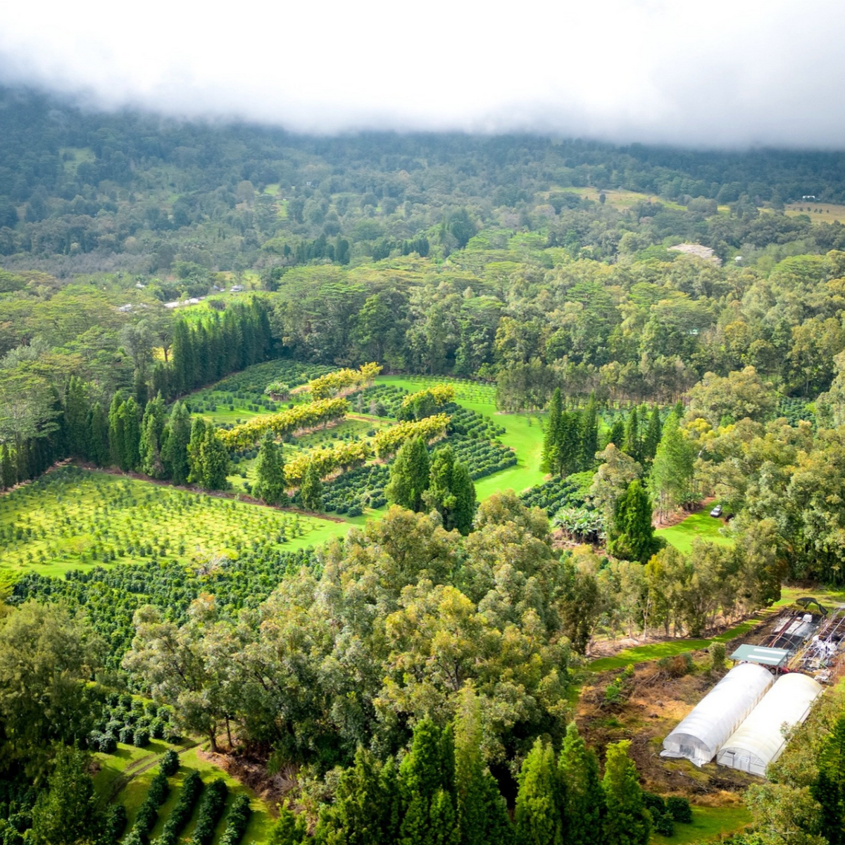 kau coffee plantation scene