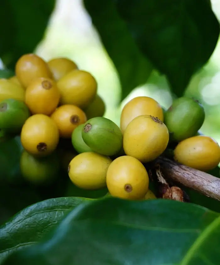 Bourbon Coffee Beans