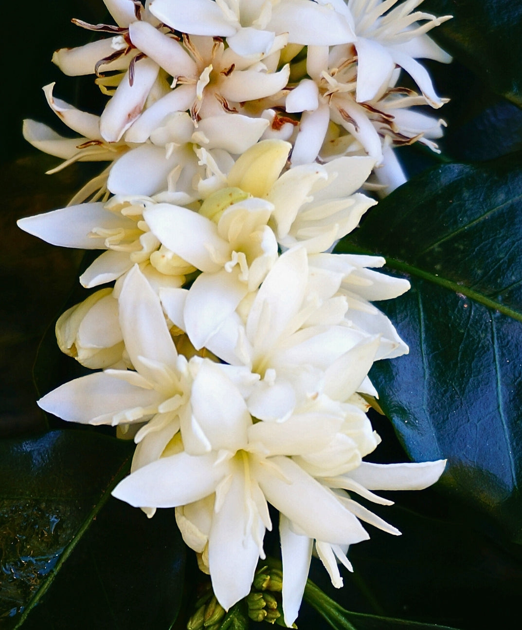 kona bloom flower coffee 