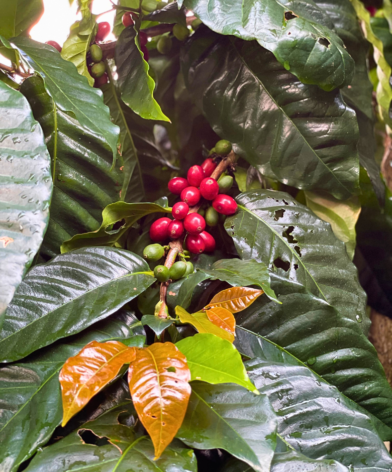 Kona Whole Fruit Pacamara | 100% Kona Pacamara