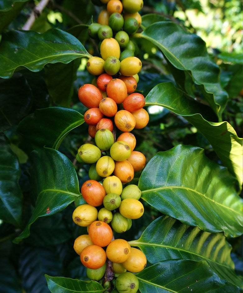 Rainbow Bourbon | Red, Yellow & Pink Bourbon Blend