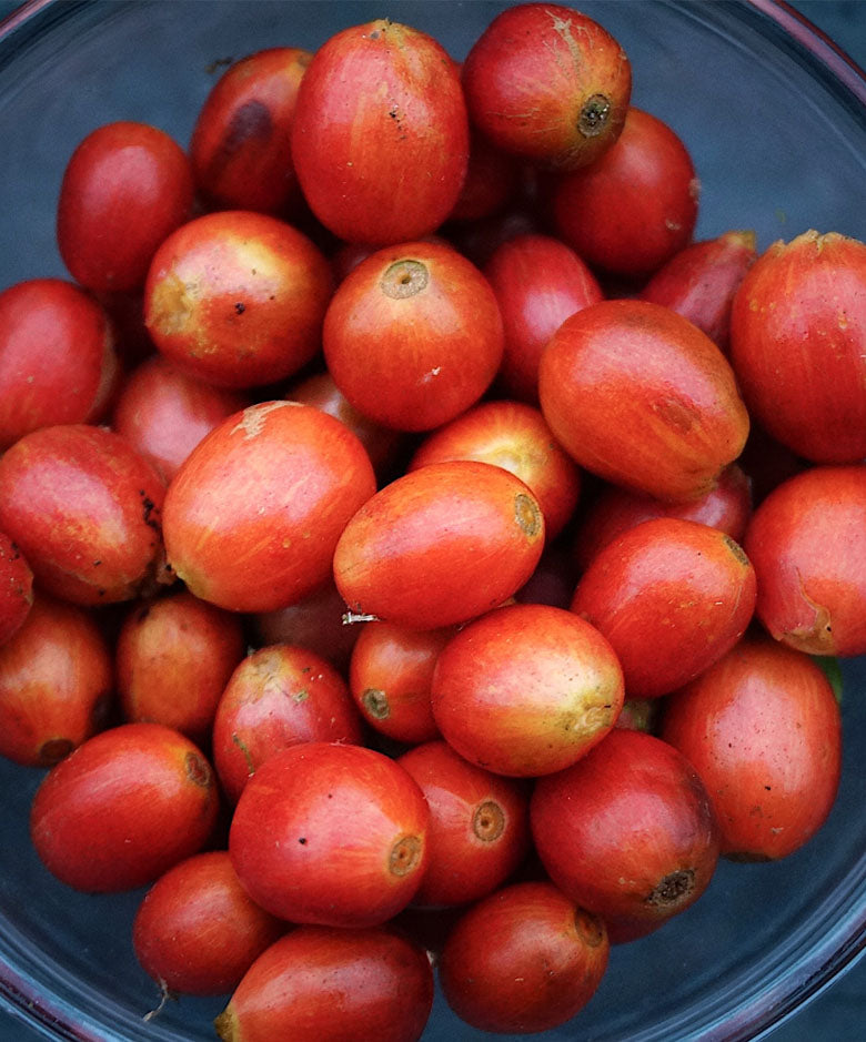 pink bourbon cherries 
