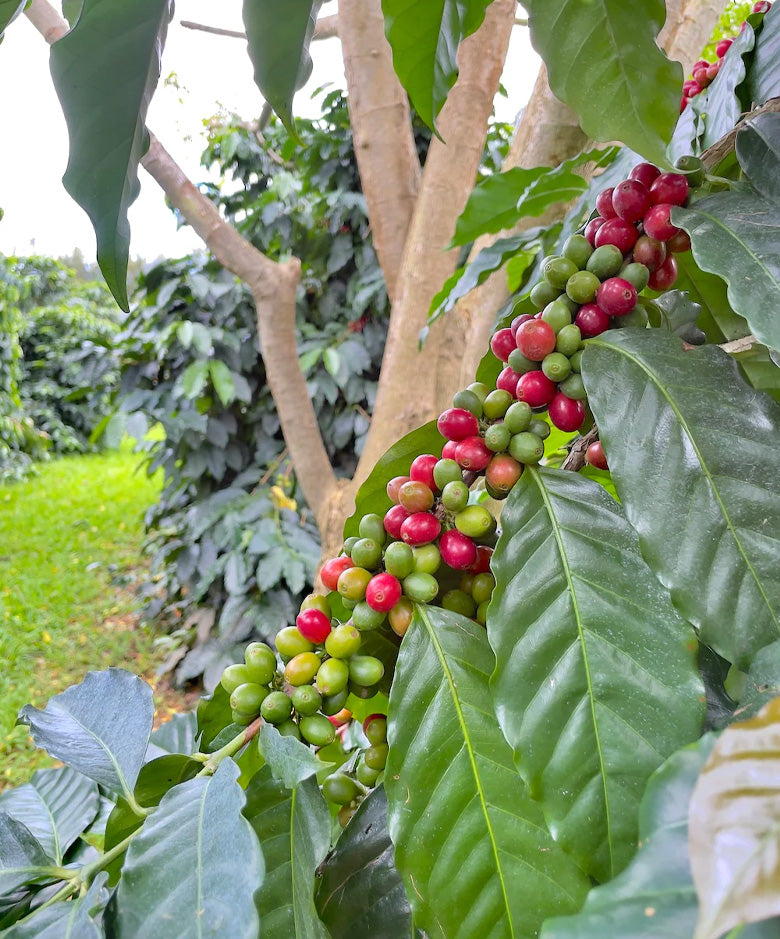 Ka'u Cloud Typica | 100% Kau Coffee
