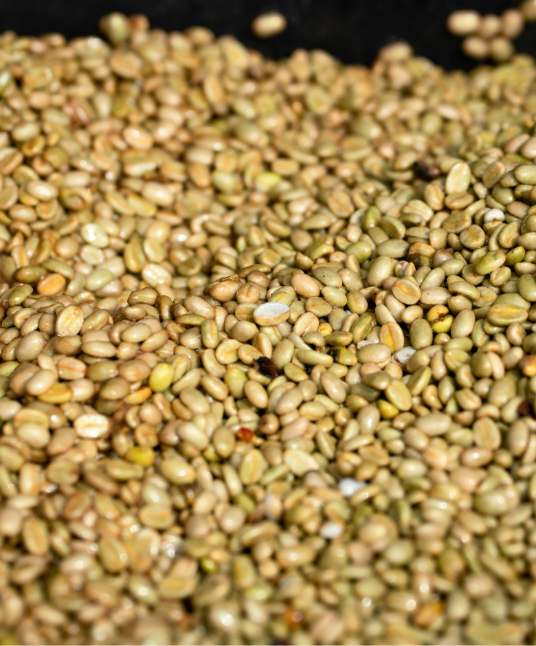 100% Kona Pacamara