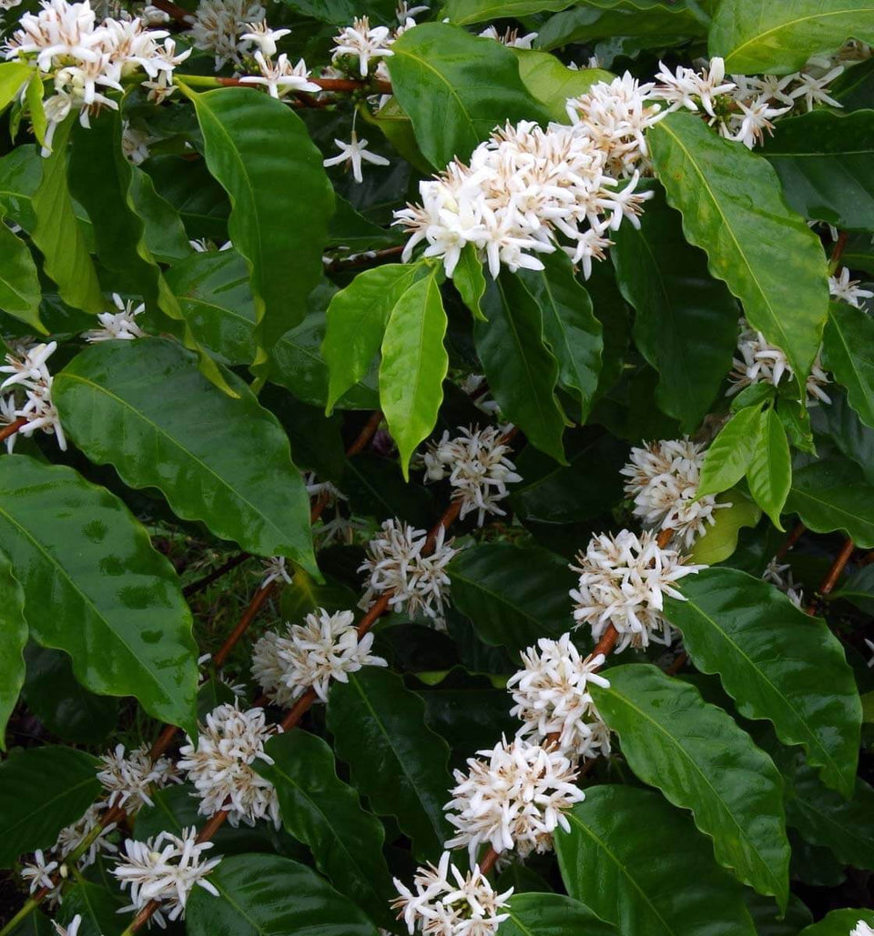 What Makes Kona Coffee Different?