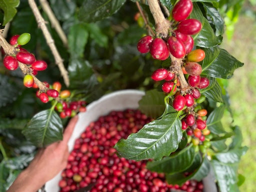 Kona Coffee