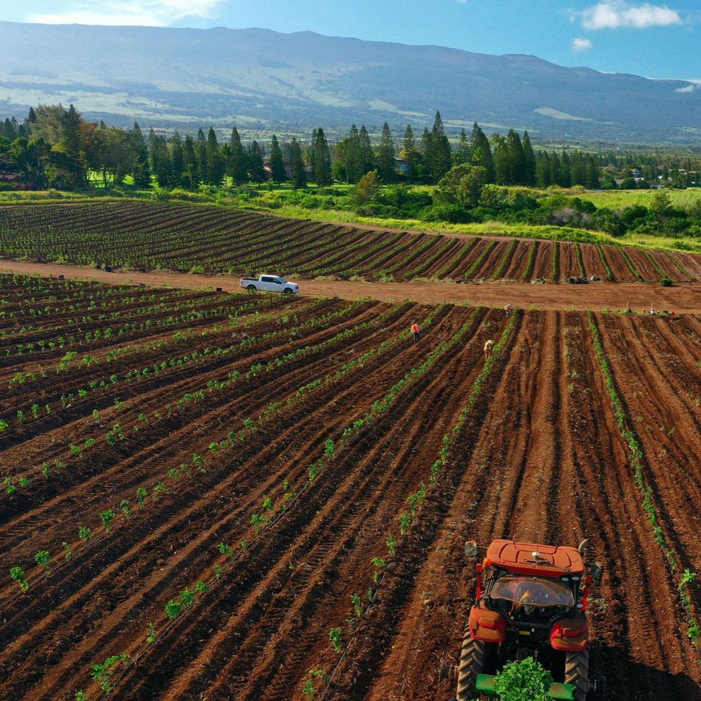 maui coffee planting farm