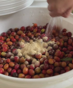 Yeast process pacamara