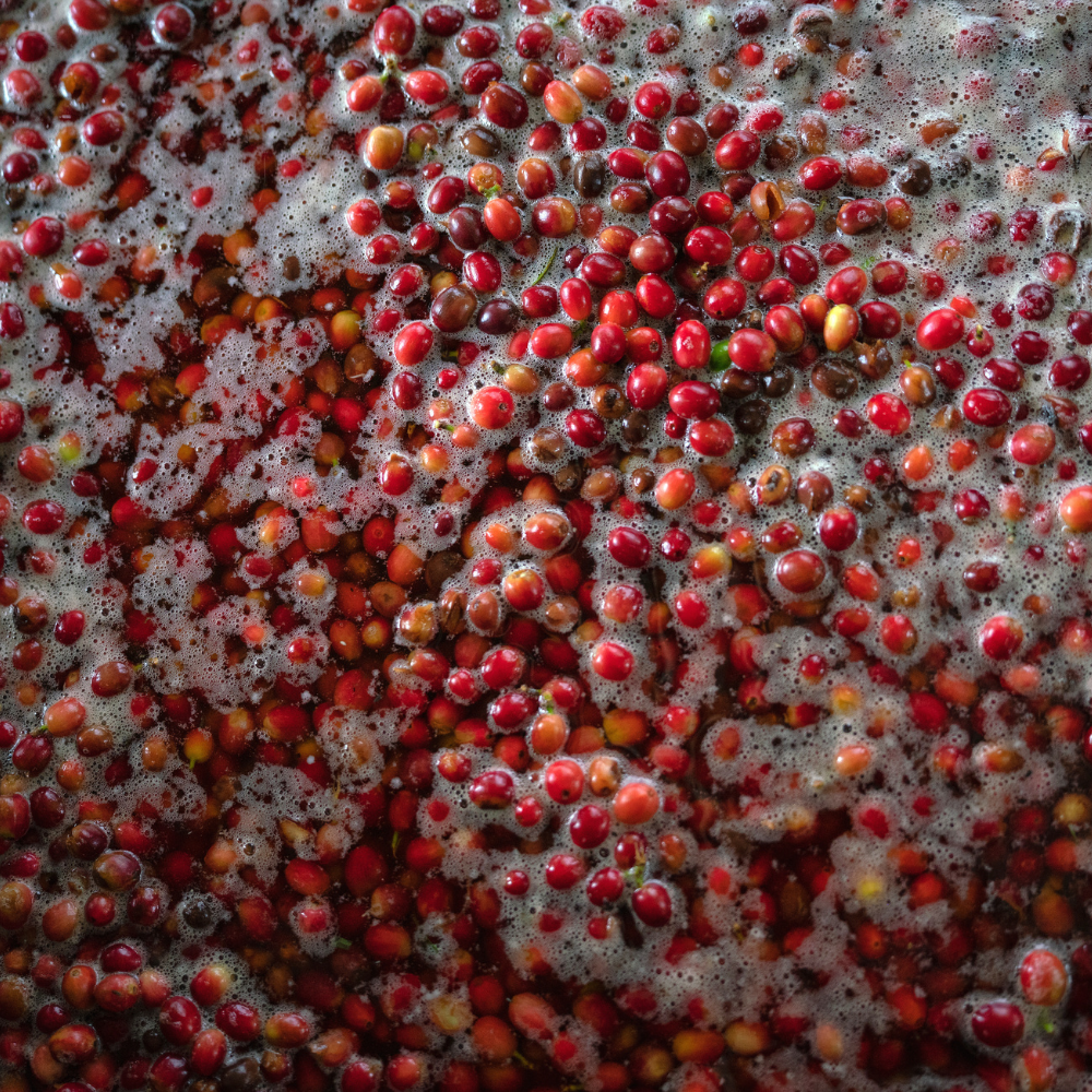 fresh hawaiian coffee harvested cherries