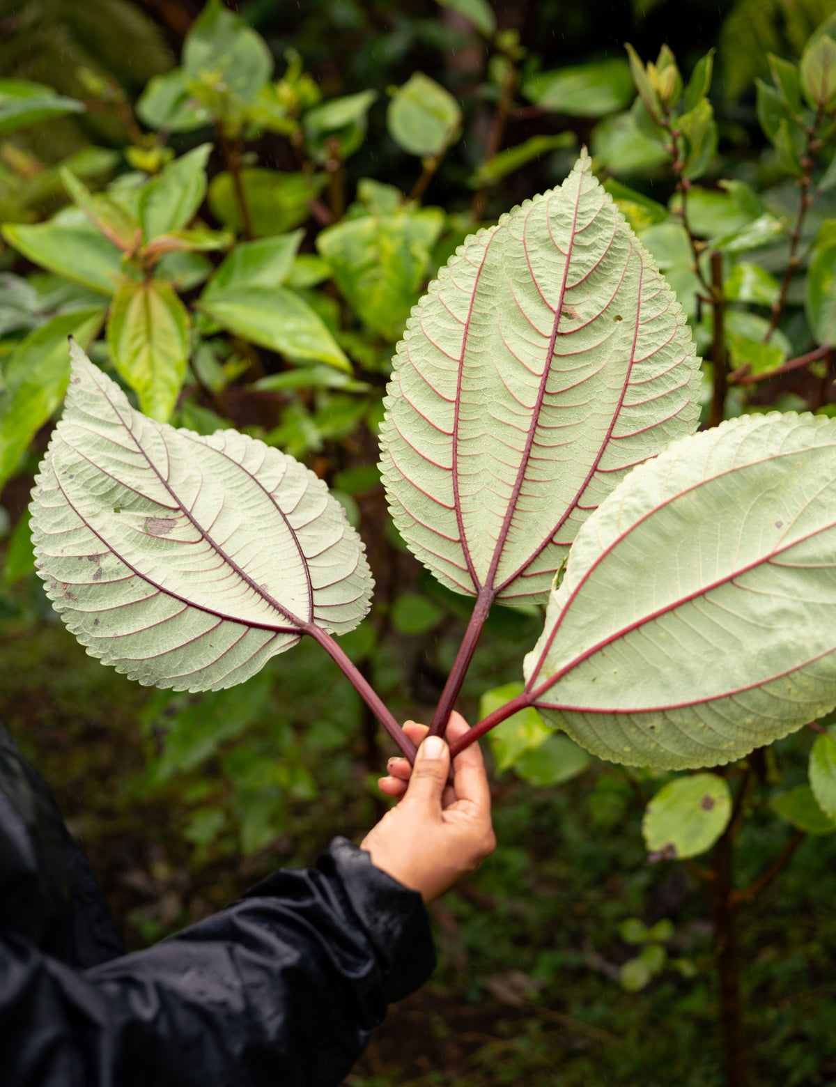 Māmaki Tea Leaf at Farm in Hawaii