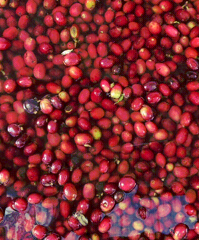 Ka'u Red Caturra Medium Light Coffee