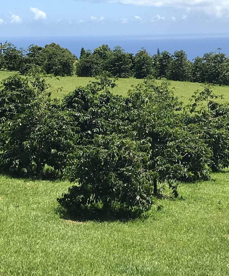 Big Island Coffee Roasters Hawaiian Coffee Hamakua Mahina | 100% Hamakua Coffee Hamakua Mahina | 100% Hamakua Coffee, Medium Roast